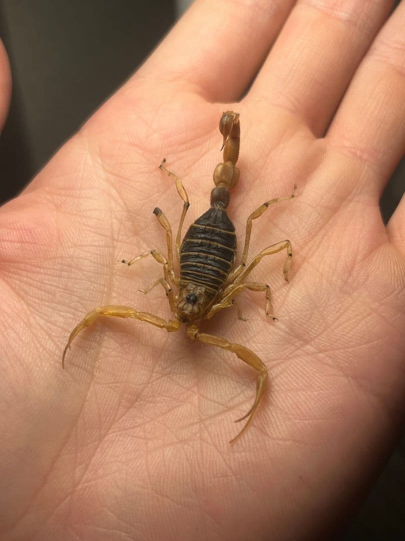 【標本】スーザンシールドテールドスコーピオン 昆虫標本　サソリ