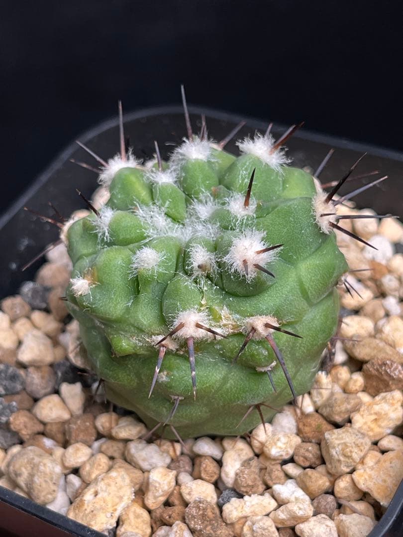 EMP コピアポア コルムナアルバ 孤竜丸 実生 / CT618