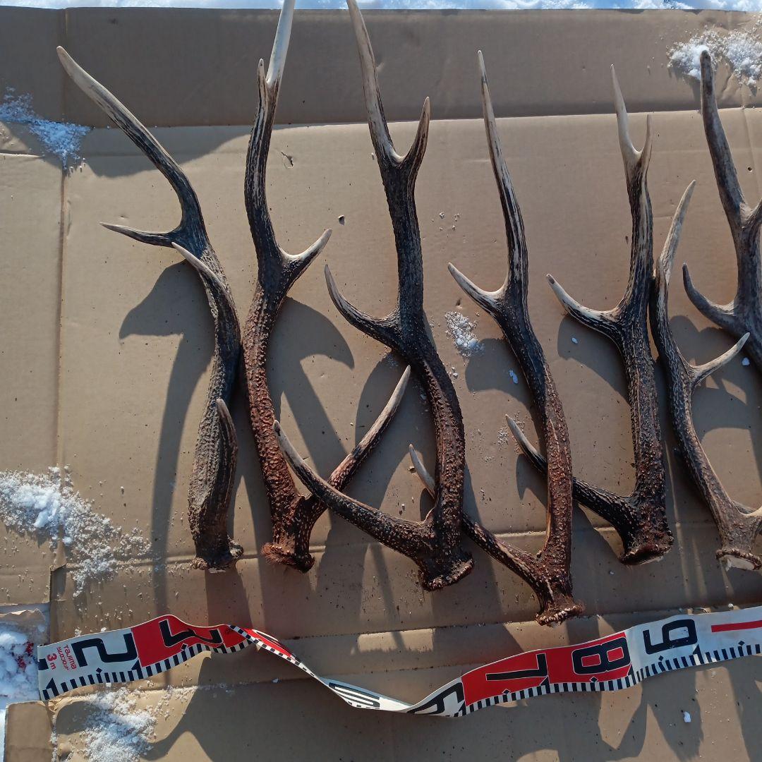 ク*ト様 天然蝦夷鹿の角 　犬のおもちゃ　 工芸品などにどうぞ　１１番