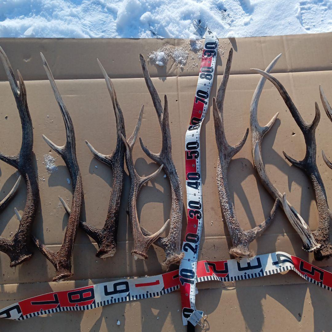 ク*ト様 天然蝦夷鹿の角 　犬のおもちゃ　 工芸品などにどうぞ　１１番