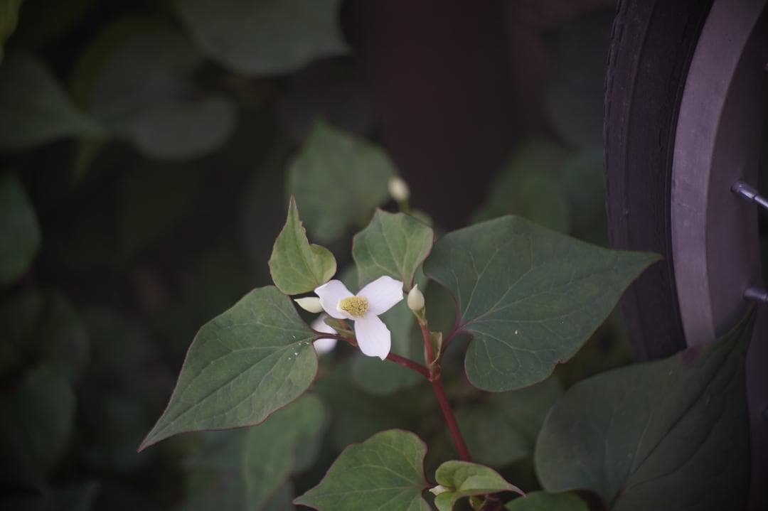 027 Kodak Anastigmat 50mm f3.5コダック・シネレンズ