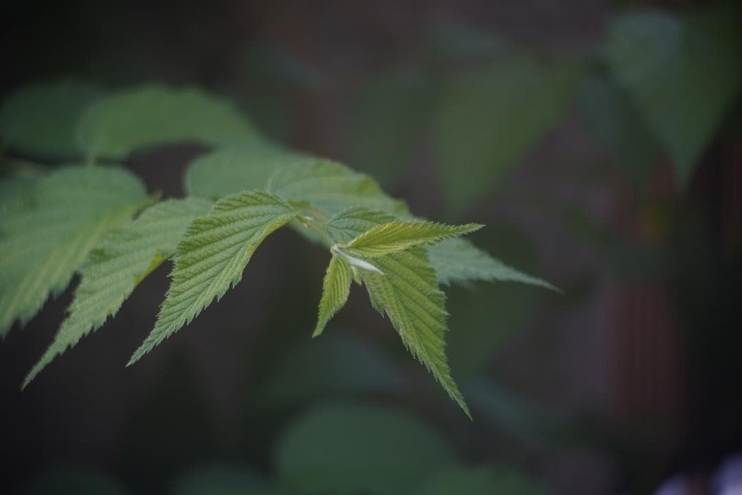 027 Kodak Anastigmat 50mm f3.5コダック・シネレンズ