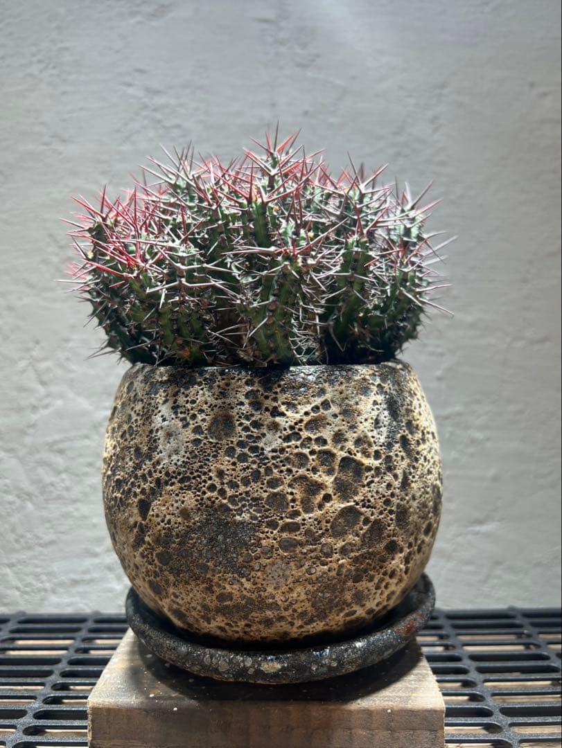 ユーフォルビア・ゴイサナ