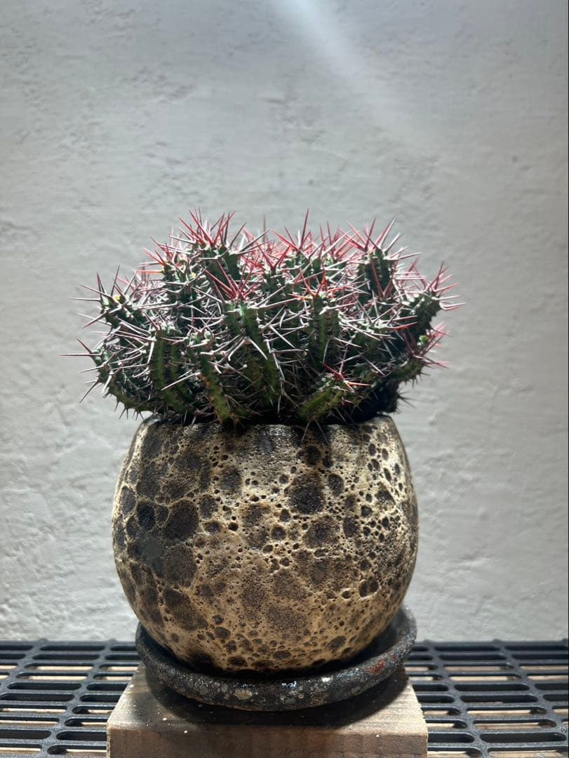 ユーフォルビア・ゴイサナ