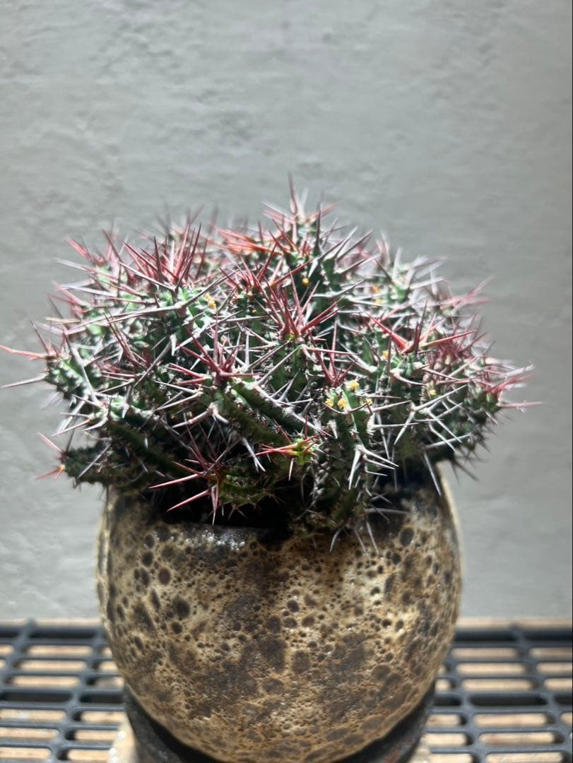 ユーフォルビア・ゴイサナ