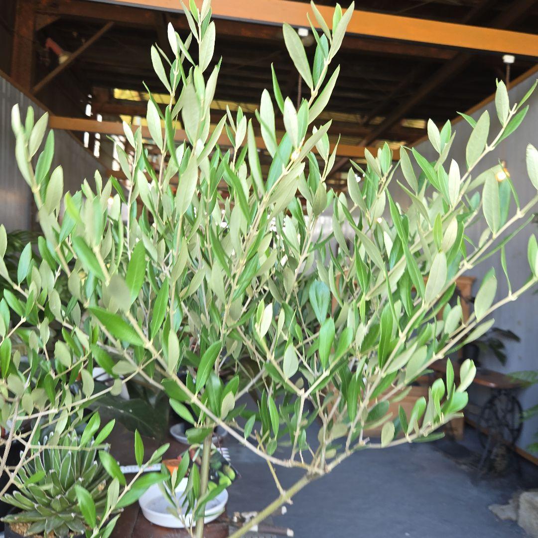 ⑫　オリーブの木souju　『ミッション』８号　特大苗木最高等級極上品‼️