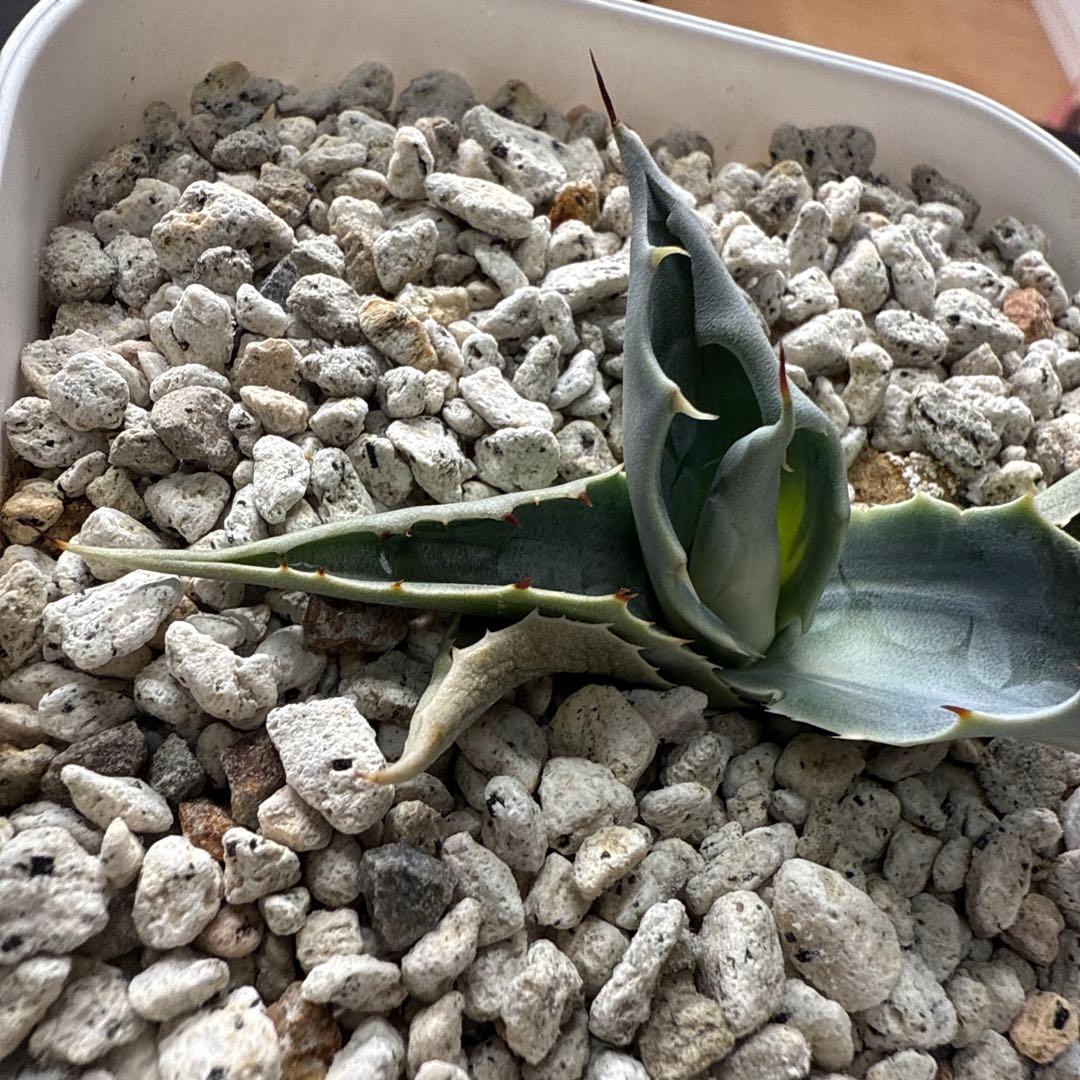 ひ*ろ様 アガベ　オバティフォリア　アウェイクニングエンジェル