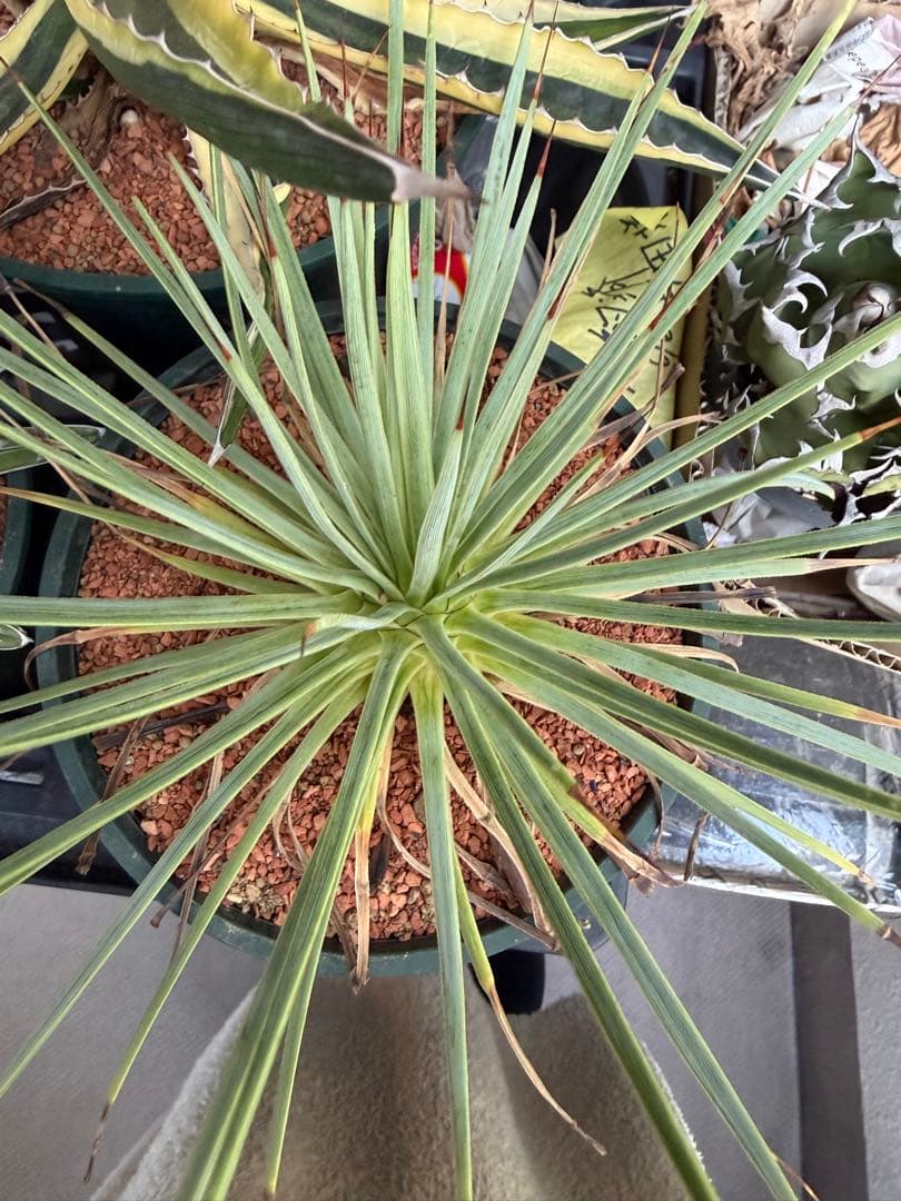 アガベ 5鉢セット