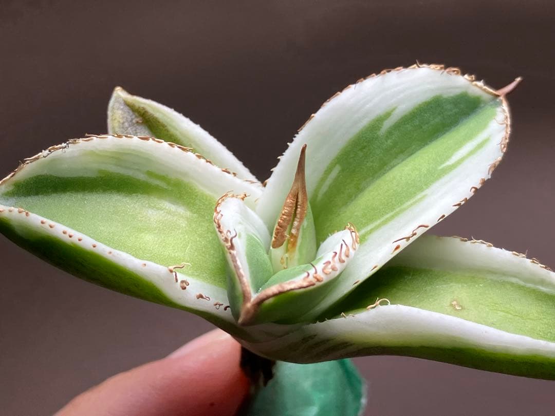 初出品【匿名配送】激レア　サイズ大　美株　強棘　アガベ　鰐亀　覆輪斑　TC