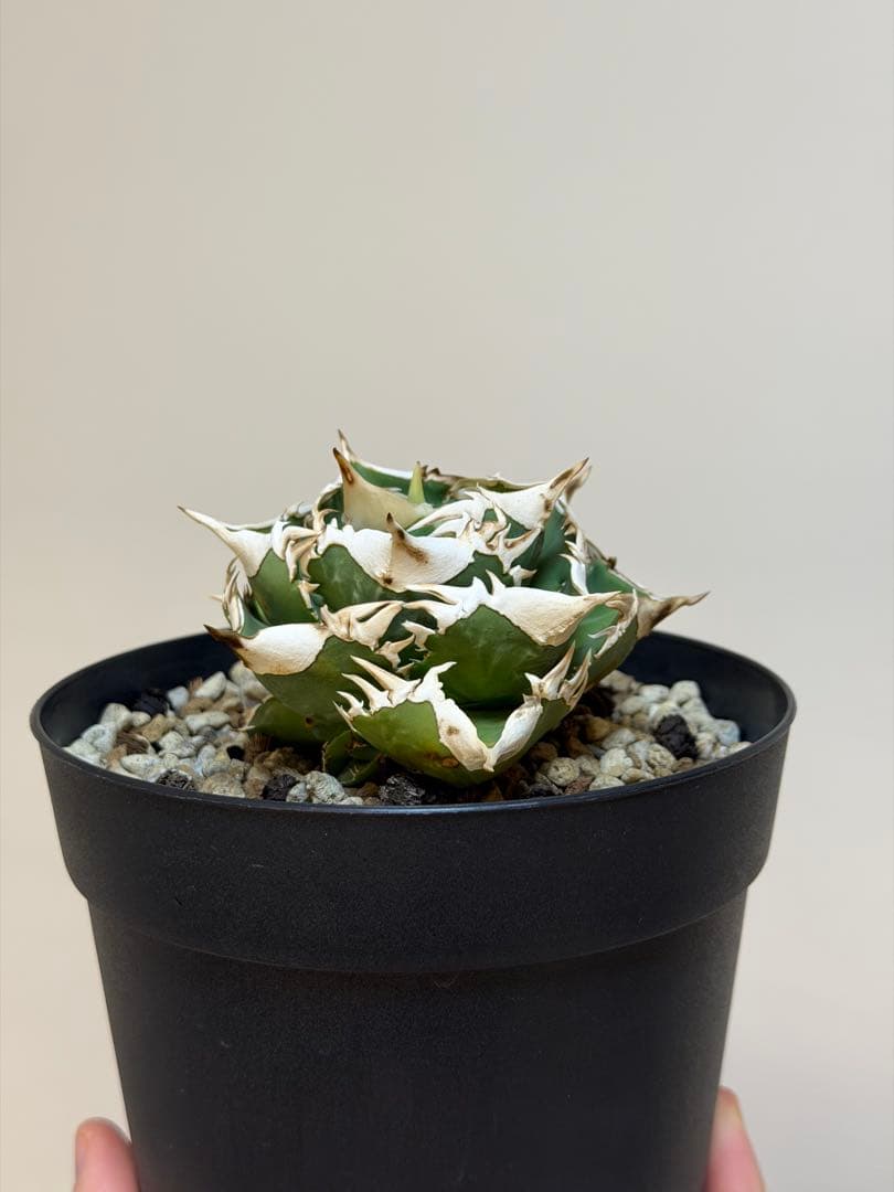 アガベチタノタ 大白鯊 OC子株 (未発根)