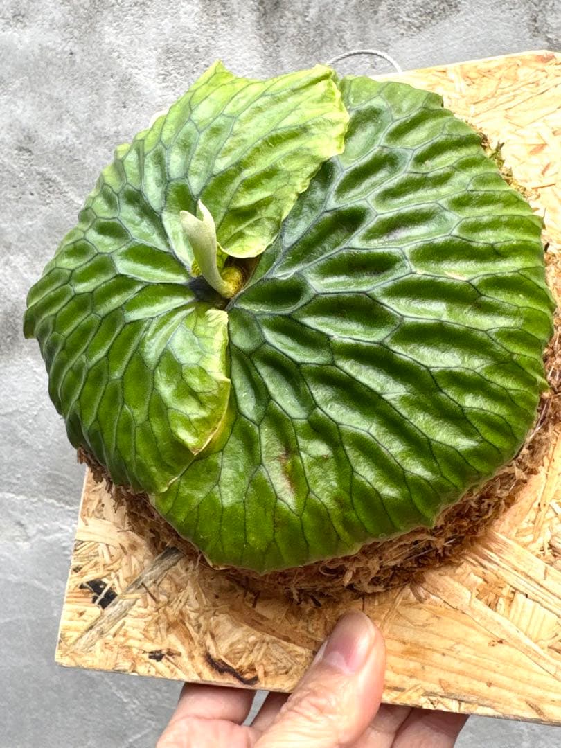 【ビカクシダ・マダガスカリエンセ】