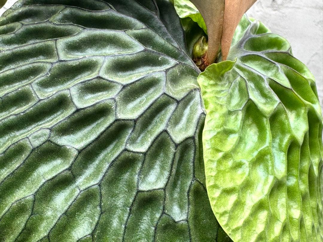 【ビカクシダ・マダガスカリエンセ】