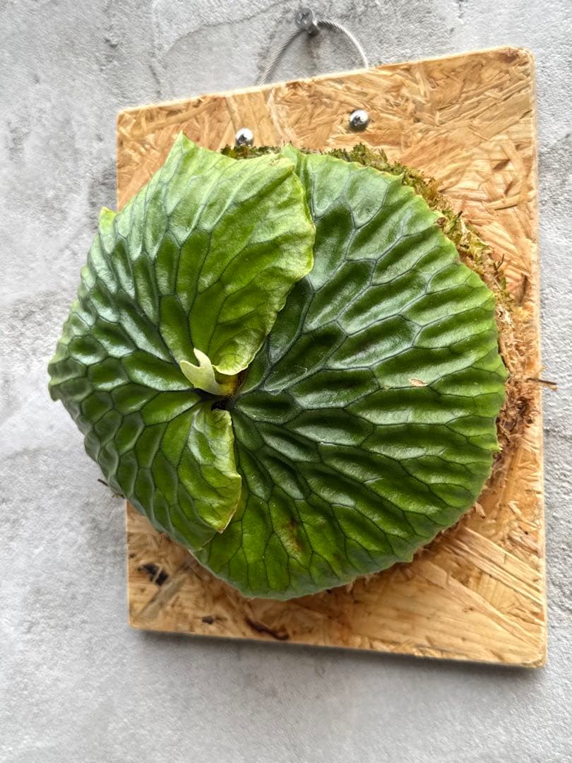 【ビカクシダ・マダガスカリエンセ】