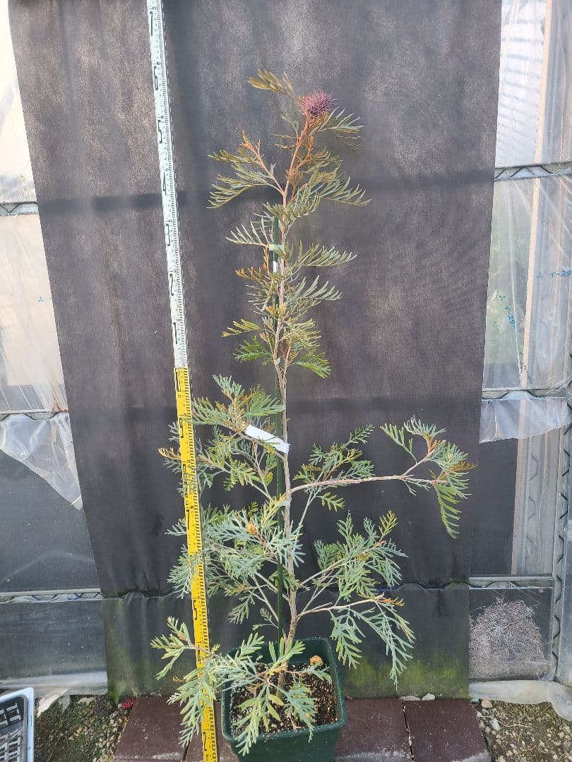 グレビレア ドローシーゴードン(ドーンパープル)9号角鉢大株②