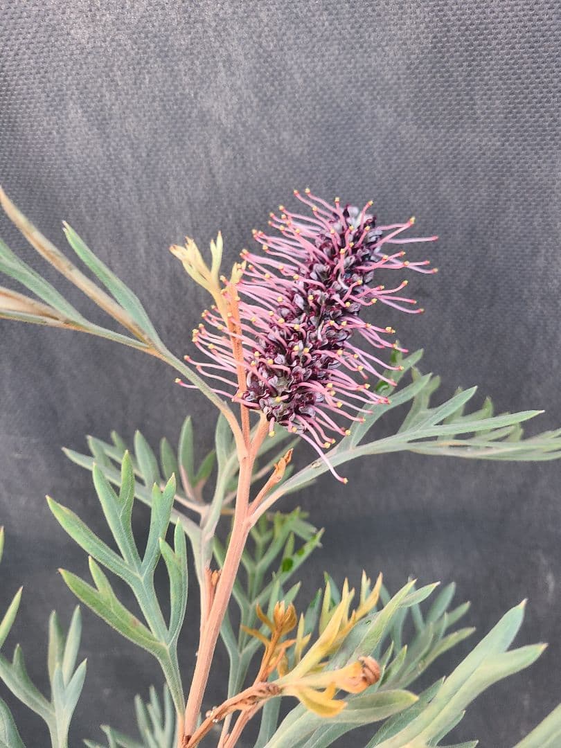 グレビレア ドローシーゴードン(ドーンパープル)9号角鉢大株②