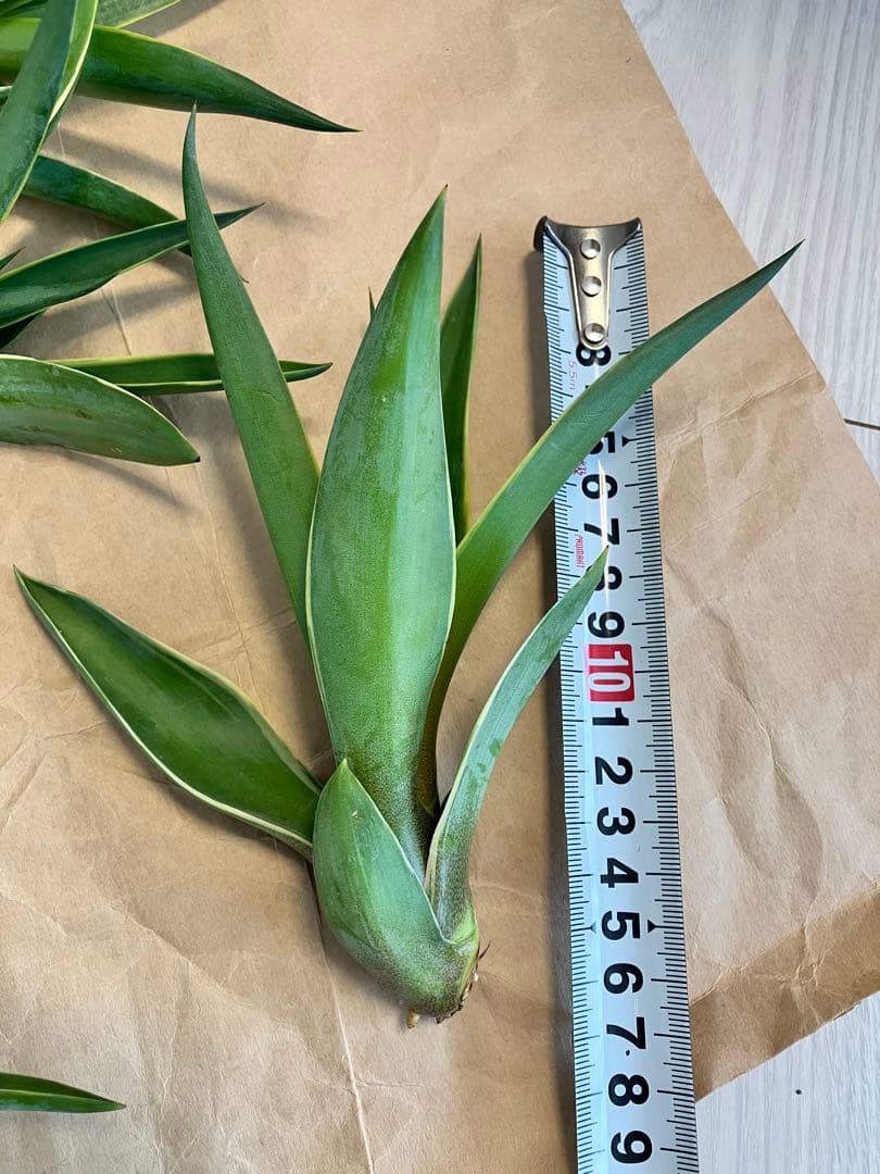 100株ぐらい　アガベの子株　多肉植物