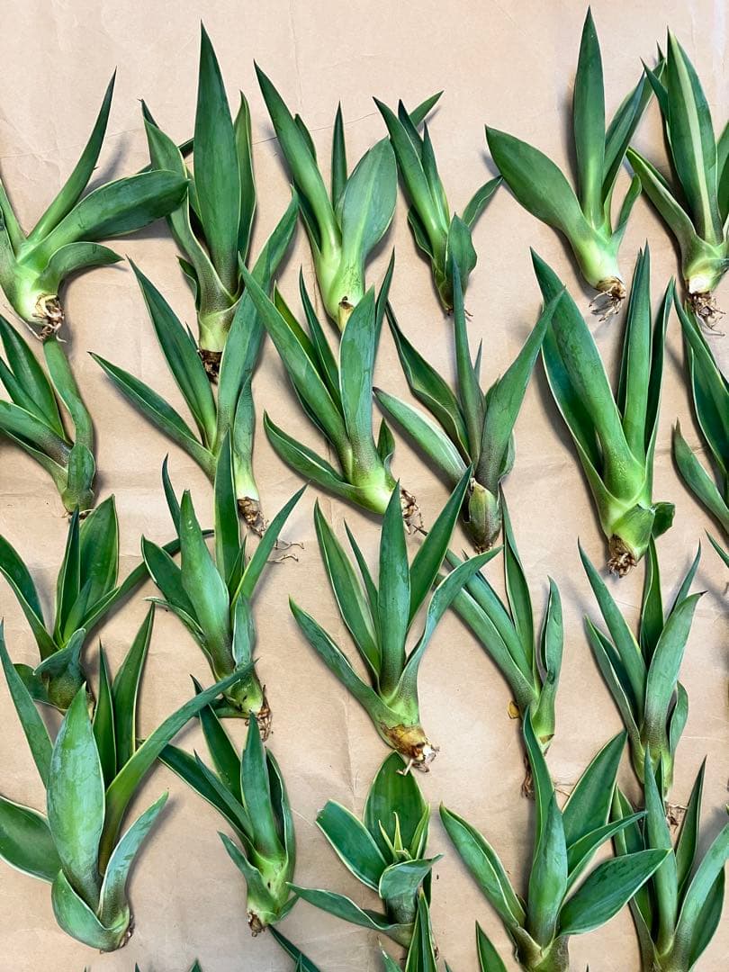 100株ぐらい　アガベの子株　多肉植物