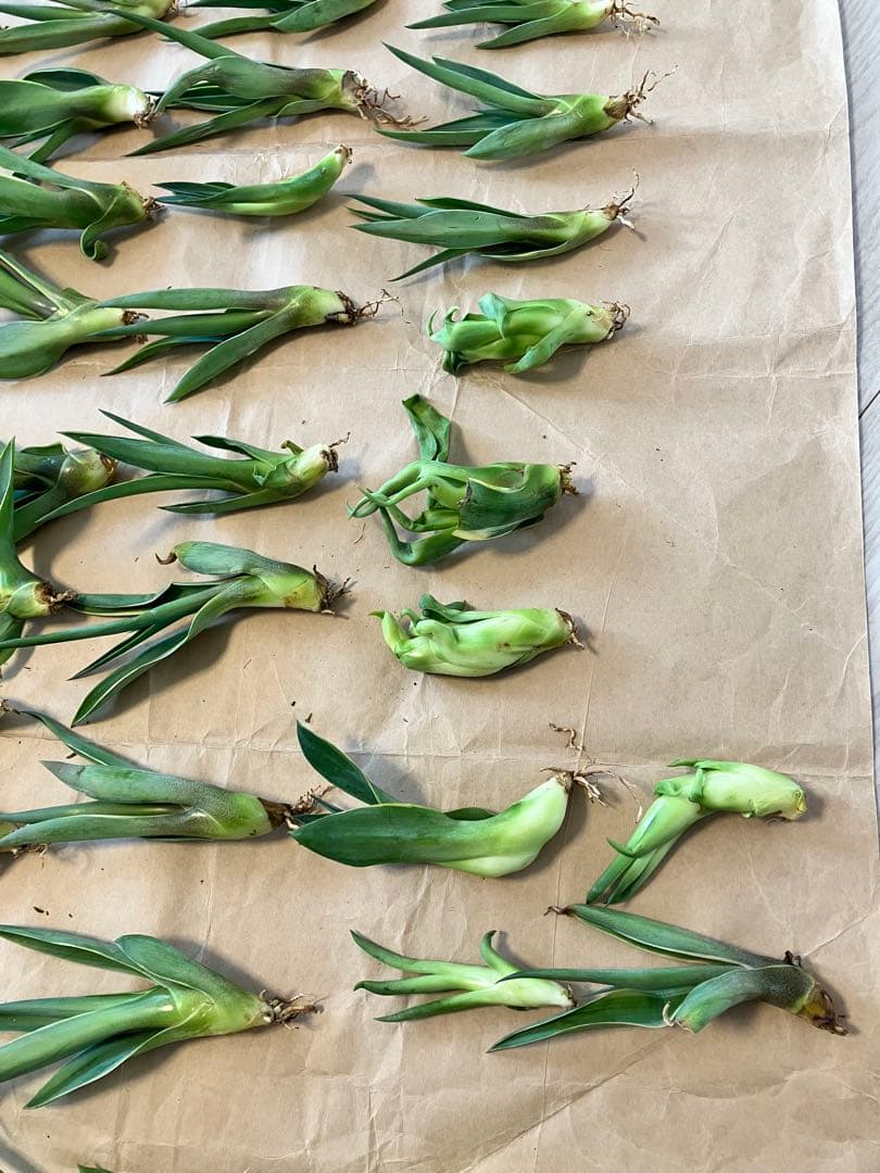 100株ぐらい　アガベの子株　多肉植物