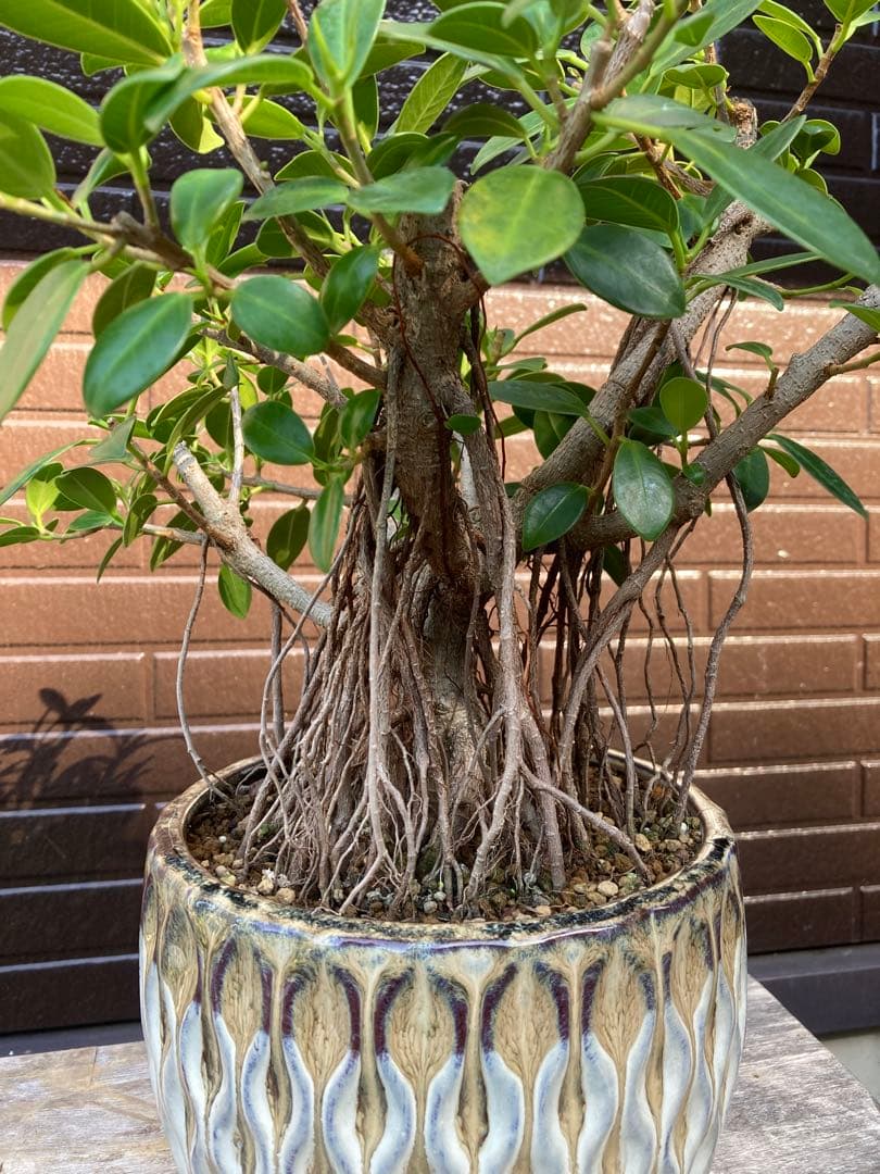 フィカス 観葉植物 陶器鉢付き