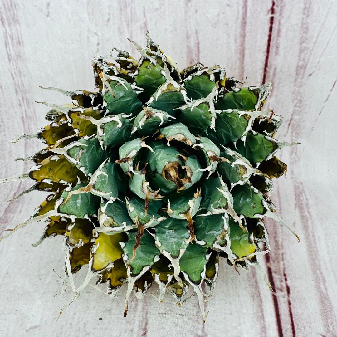 ⑤ アガベ ユタエンシス エボリスピナ 短葉 陽炎