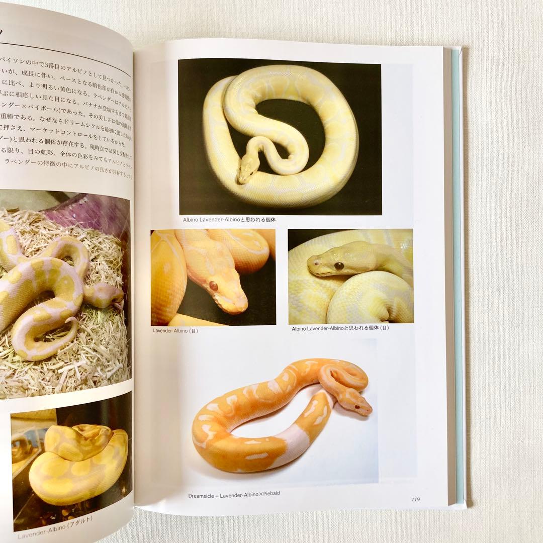 【絶版】PERFECT BALLPYTHON パーフェクトボールパイソン 爬虫類