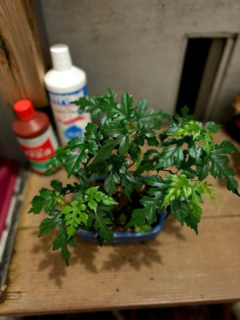 琉球盆栽　希少　島桑　桑　小品盆栽　実物　黎鳳　鉢