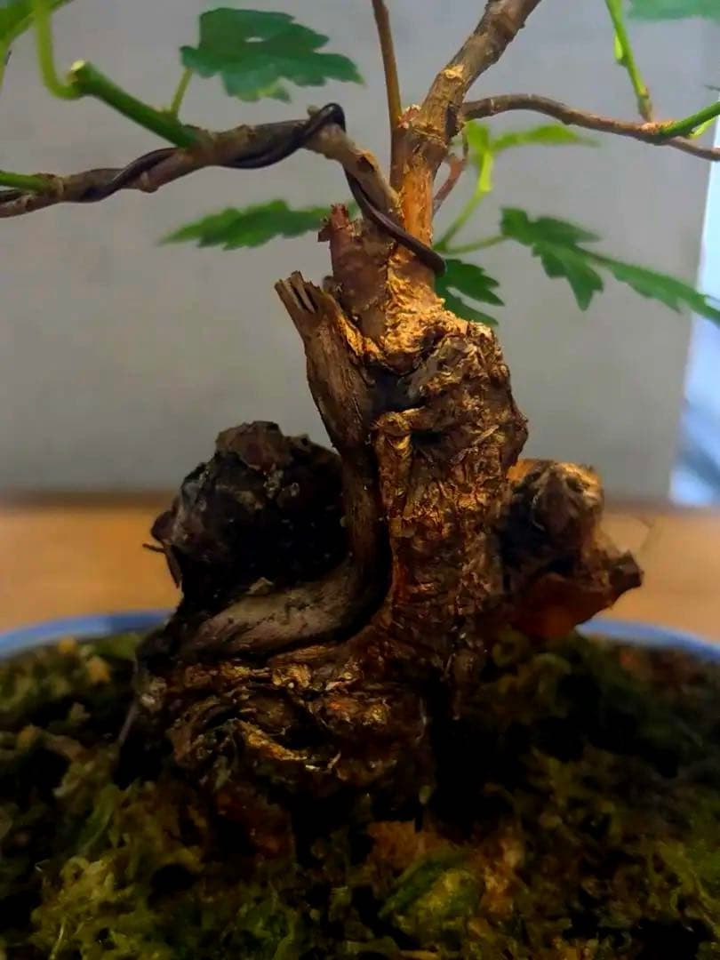 琉球盆栽　希少　島桑　桑　小品盆栽　実物　黎鳳　鉢