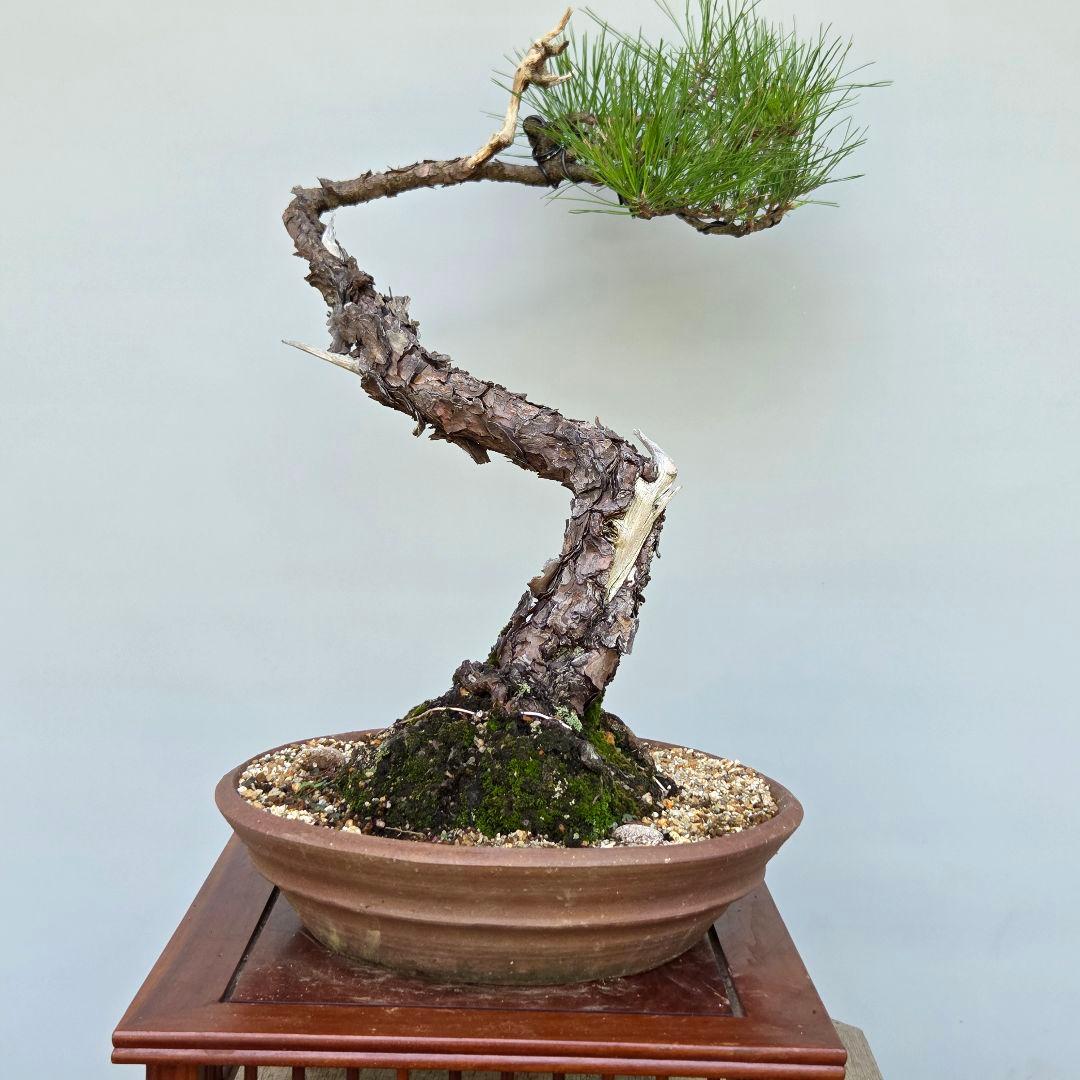 赤松　[文人風]　大品盆栽