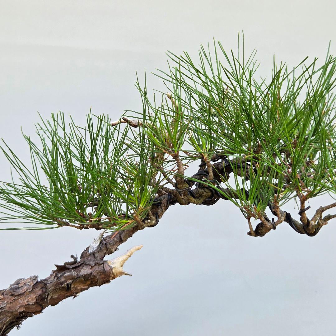 赤松　[文人風]　大品盆栽