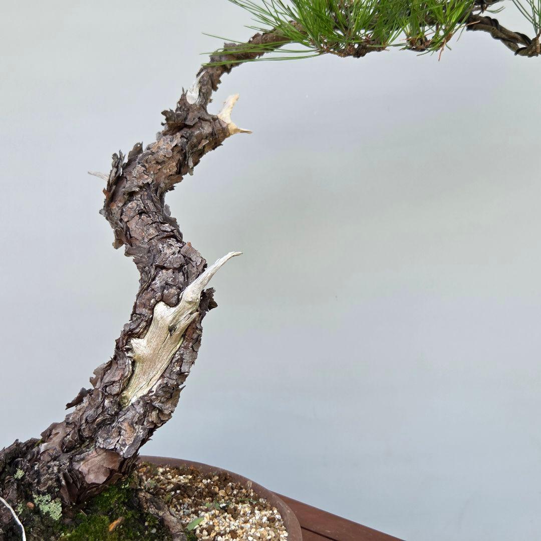 赤松　[文人風]　大品盆栽