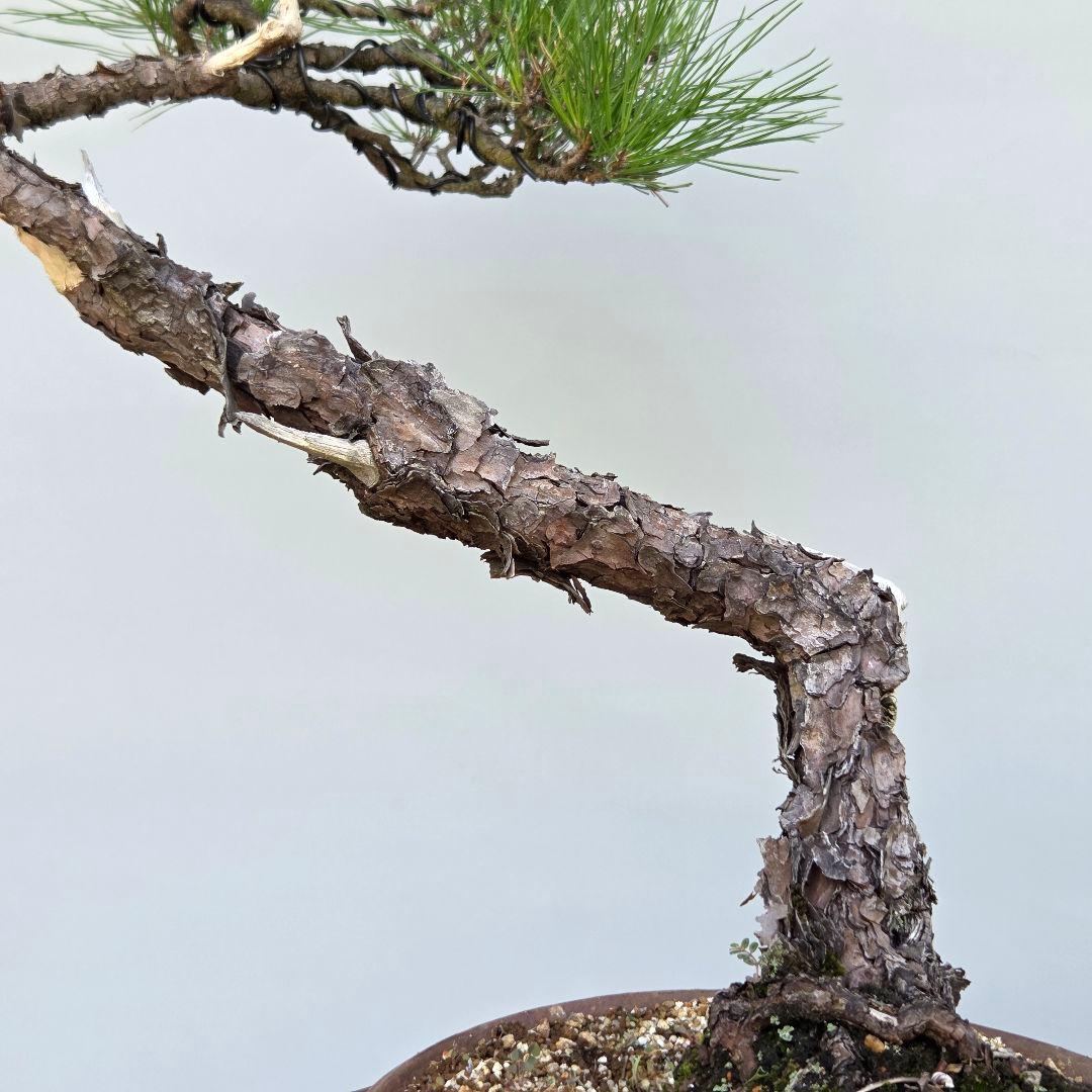 赤松　[文人風]　大品盆栽