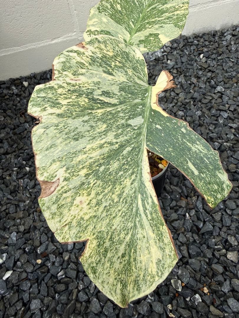 超希少な　モンステラ デリシオーサ ダイアモンド　レガシー　斑入り　トップカット