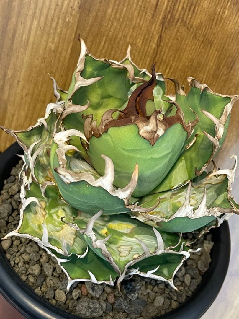 Agave titanota シーザー　大株　コレクション株　葉焼け