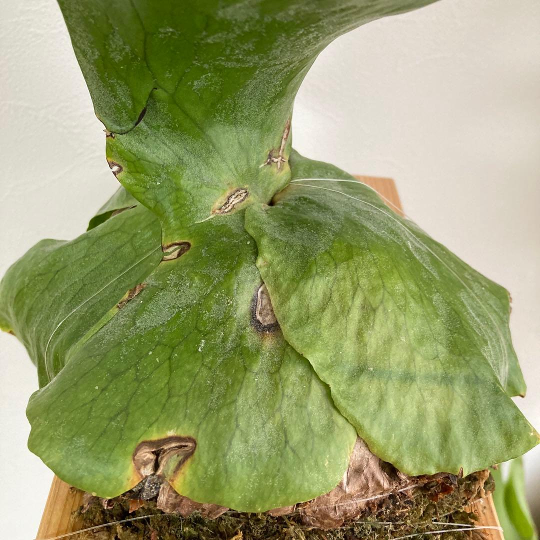 ビカクシダ ホルタミー　板付け 個性派コウモリラン約31cmレア