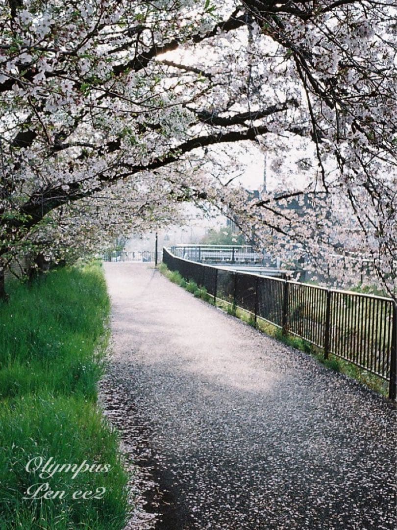 ★フィルム入門に！★オリンパスpen ee2 ★リザード本革グリーン★初期保証付