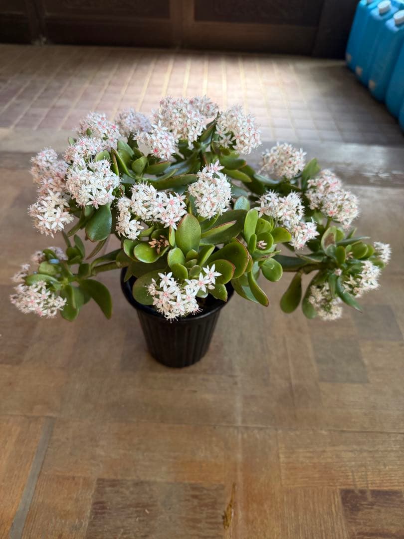 花月苗木　金の成る木　濃いと薄いピンク色2株セット開花中　鉢ごと発送