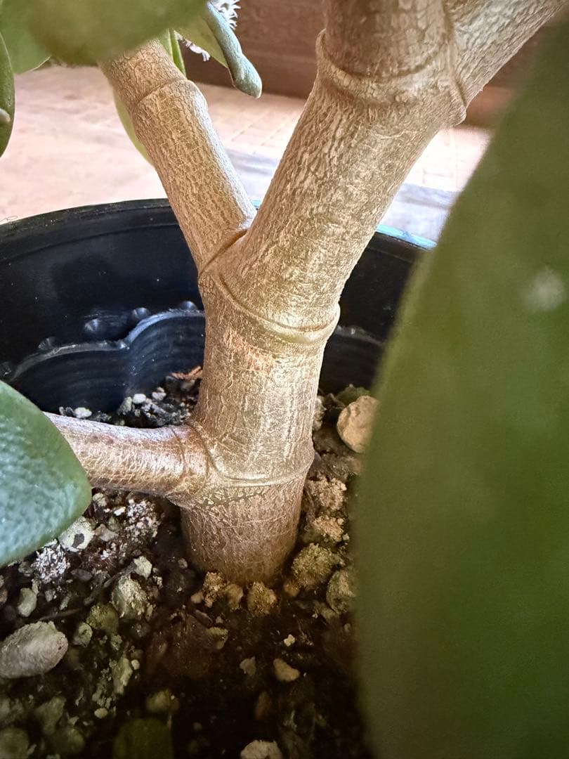 花月苗木　金の成る木　濃いと薄いピンク色2株セット開花中　鉢ごと発送