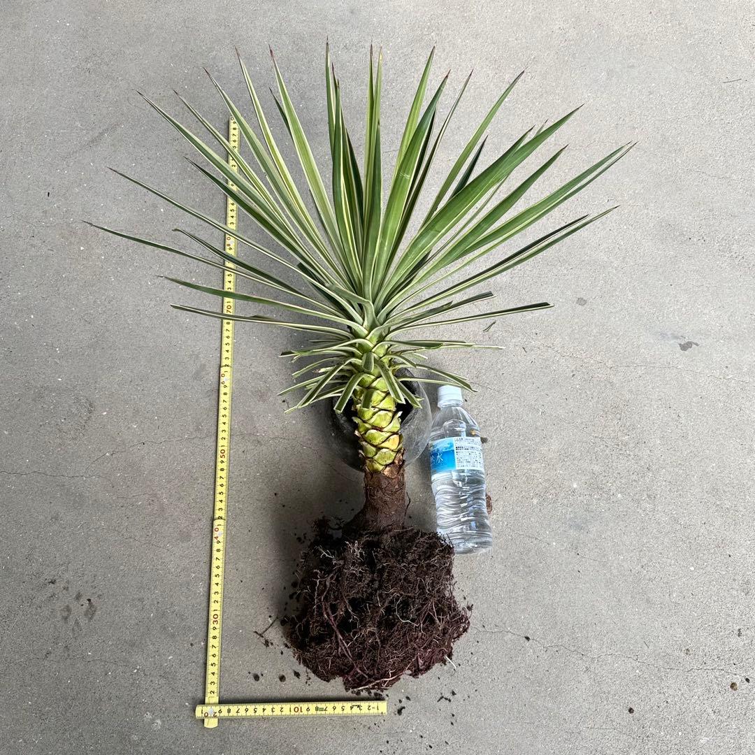 ユッカ アロイフォリア 斑入り②バリエガータ 千寿蘭