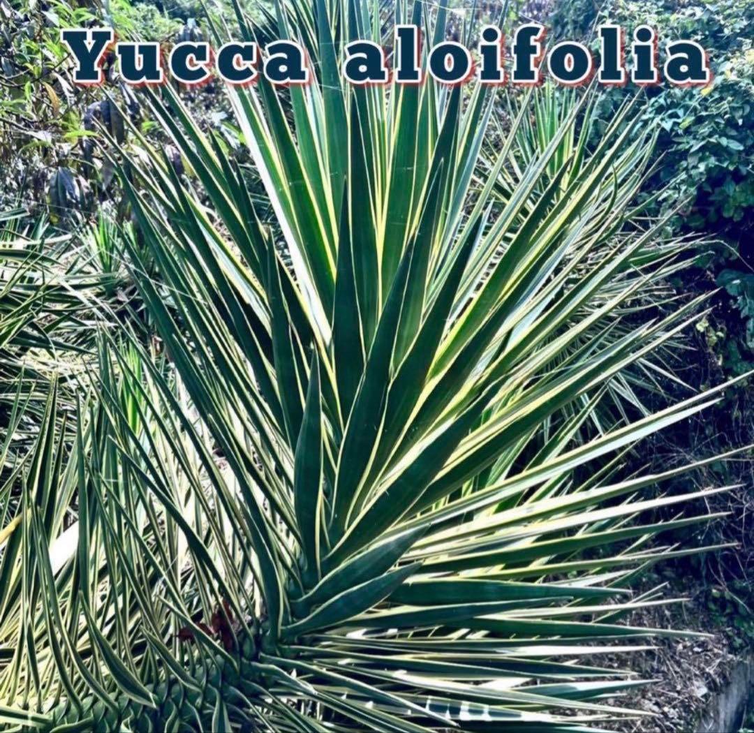 ユッカ アロイフォリア 斑入り②バリエガータ 千寿蘭