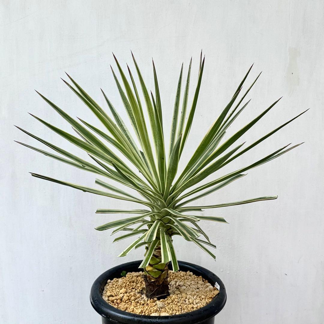 ユッカ アロイフォリア 斑入り②バリエガータ 千寿蘭