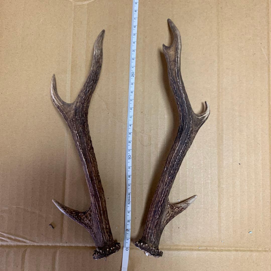 鹿の角 鹿角 38本　インテリア 犬 おもちゃ