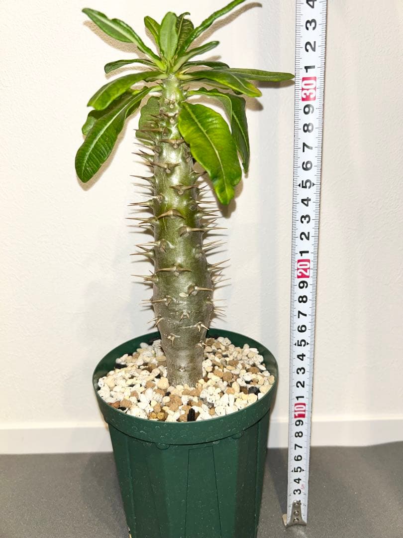 H**様 パキポディウム　アンボンゲンセ　実生株