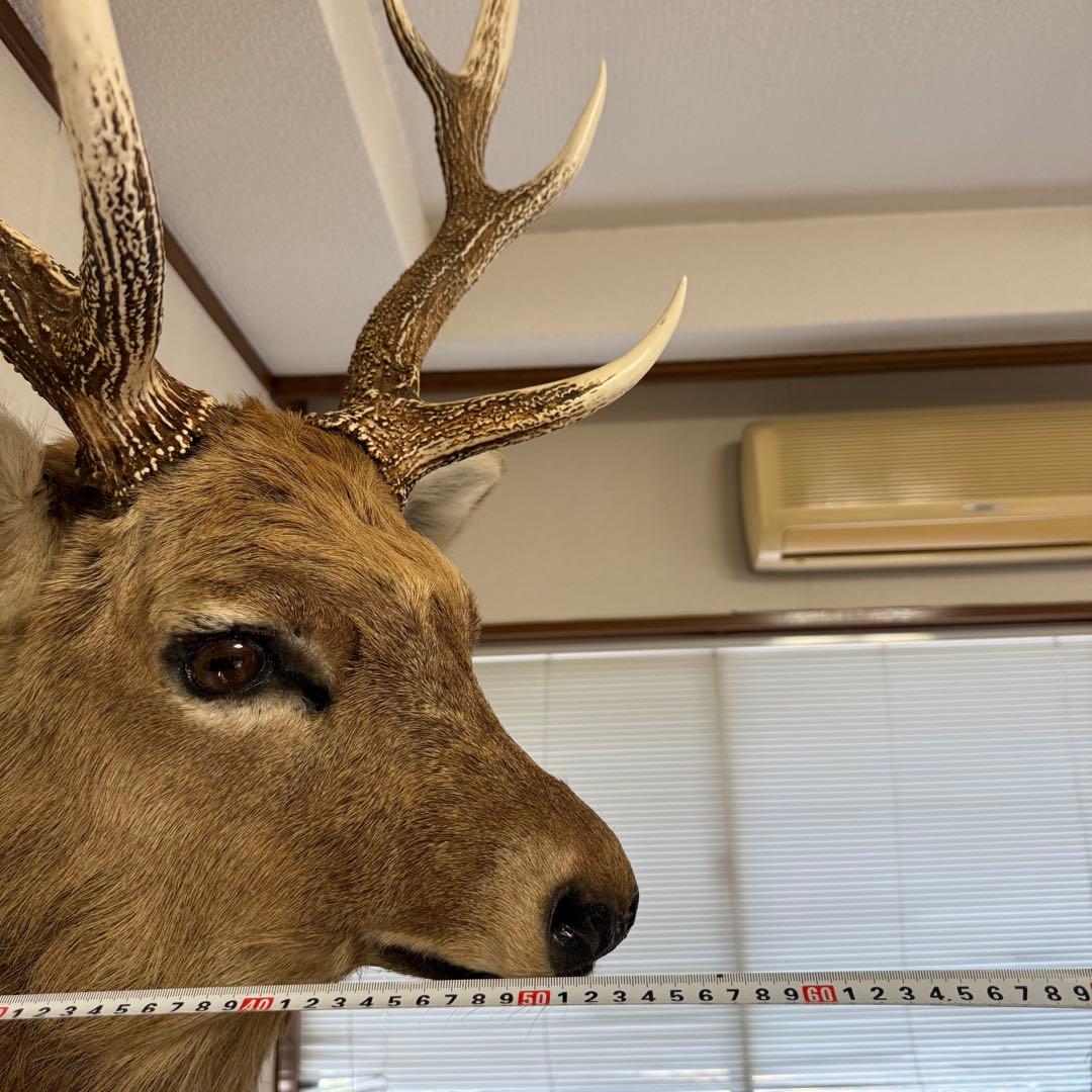 【引取限定】蝦夷鹿 エゾシカ ① 北海道 剥製 壁掛け ハンティングトロフィー