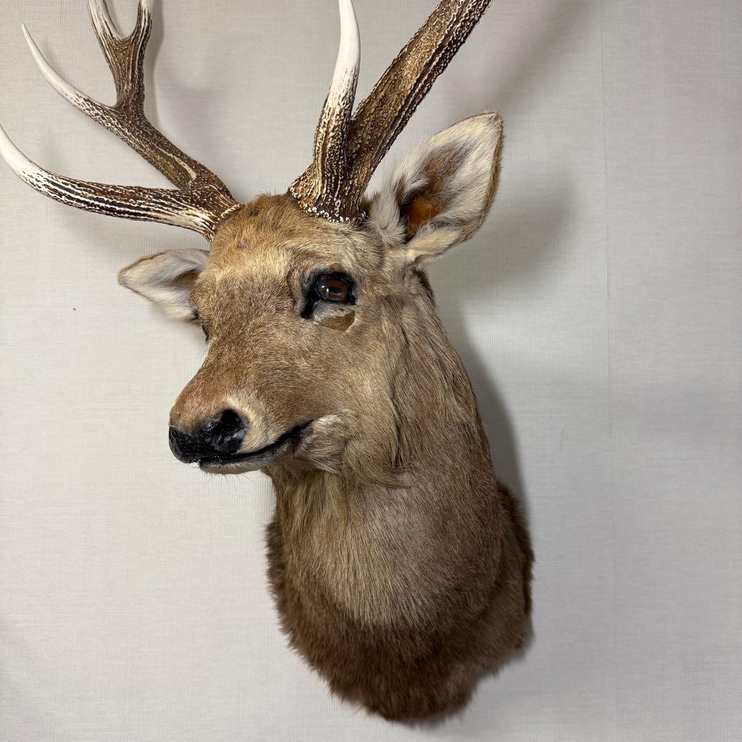 【引取限定】蝦夷鹿 エゾシカ ① 北海道 剥製 壁掛け ハンティングトロフィー