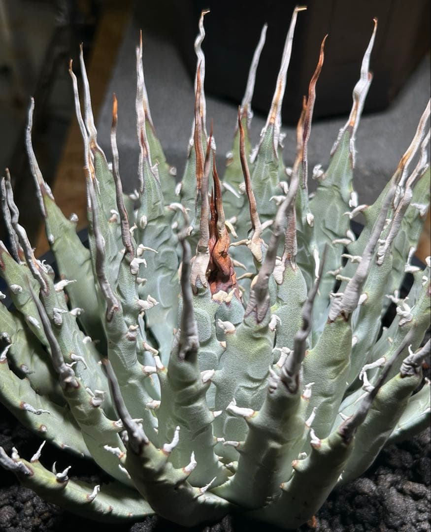 アガベ utahensis eborispina 青葉 陽炎 ウネウネ