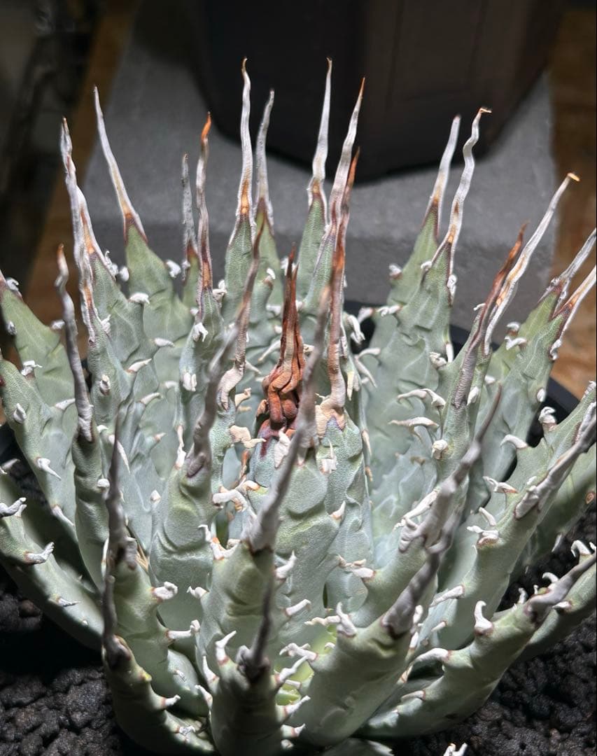 アガベ utahensis eborispina 青葉 陽炎 ウネウネ