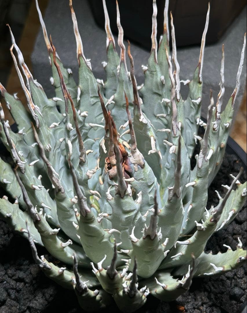 アガベ utahensis eborispina 青葉 陽炎 ウネウネ