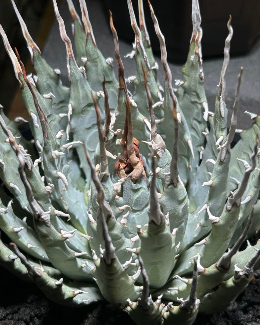 アガベ utahensis eborispina 青葉 陽炎 ウネウネ