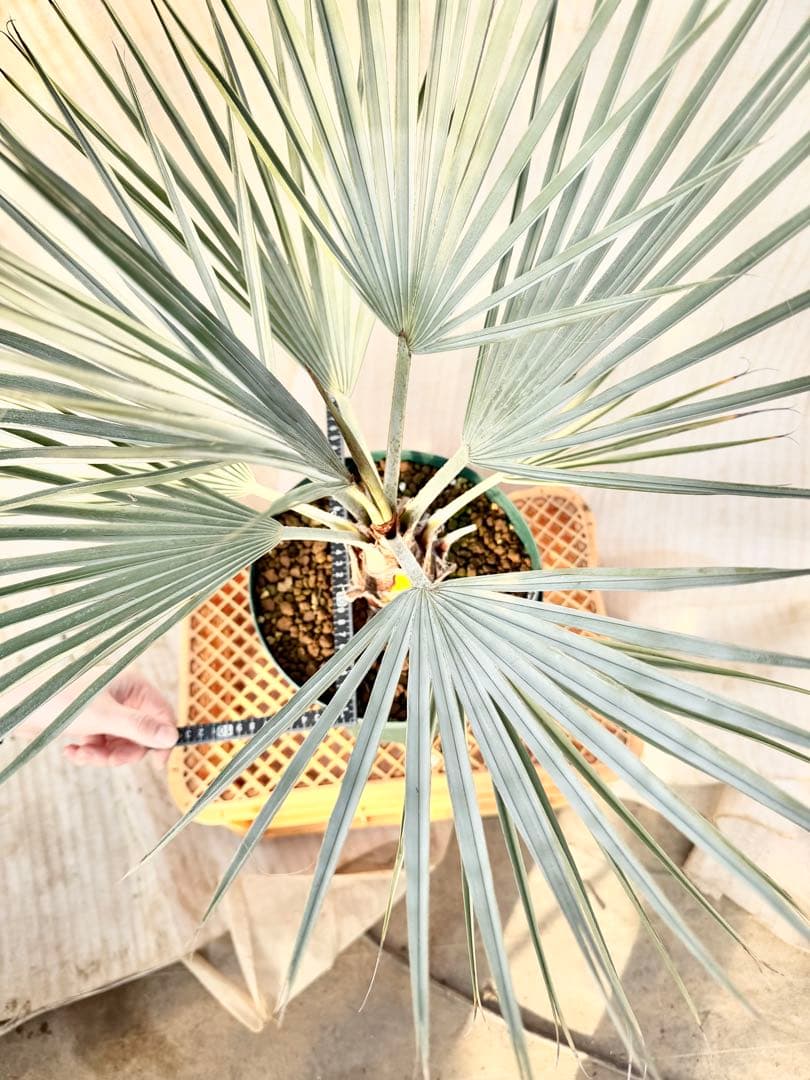 ブラヘアアルマータ【バランスの取れた極上株】