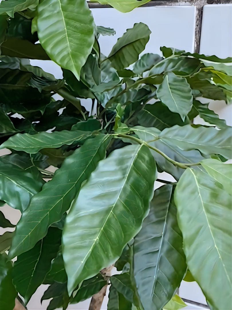 光触媒　人工観葉植物　ウォールグリーン　フェイクグリーン　コーヒーの木g@'t